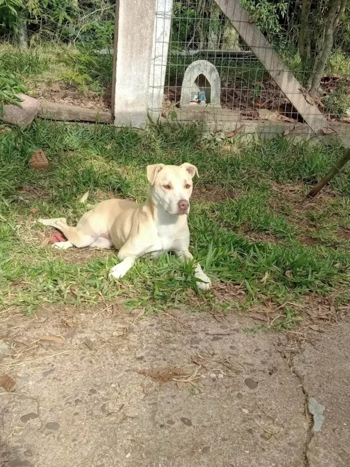 Cachorro ra a Sem raça - labrador com vira lata idade 5 anos nome Isabel