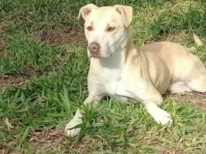 Cachorro raça Sem raça - labrador com vira lata idade 5 anos nome Isabel