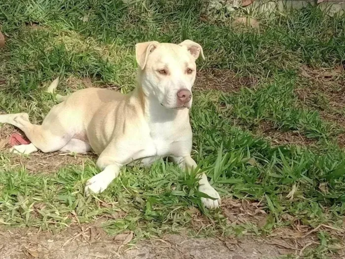 Cachorro ra a Sem raça - labrador com vira lata idade 5 anos nome Isabel