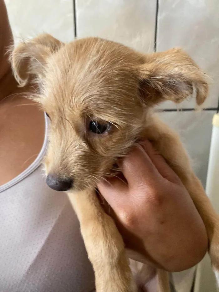 Cachorro raça SRD-ViraLata idade 2 a 6 meses nome Sol