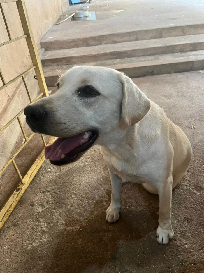 Cachorro ra a Labrador idade 1 ano nome Pandora