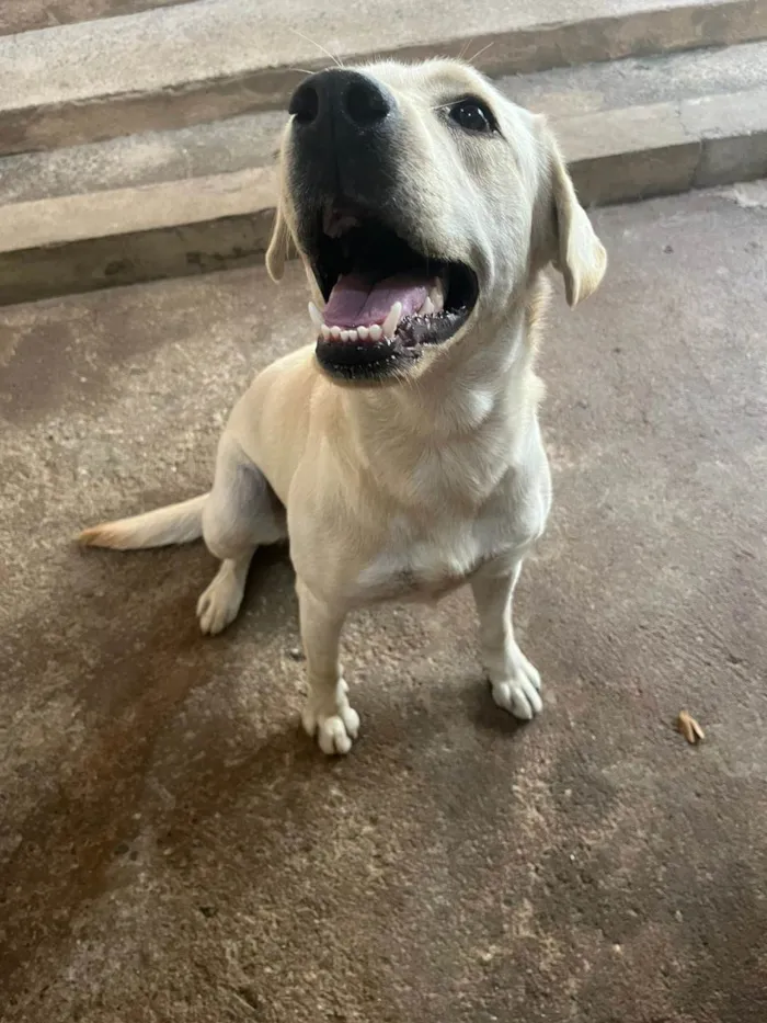 Cachorro ra a Labrador idade 1 ano nome Pandora