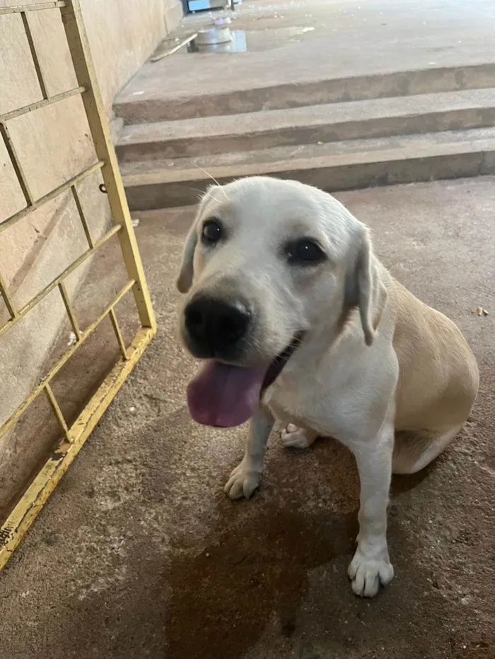 Cachorro ra a Labrador idade 1 ano nome Pandora