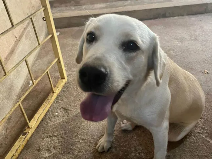 Cachorro ra a Labrador idade 1 ano nome Pandora