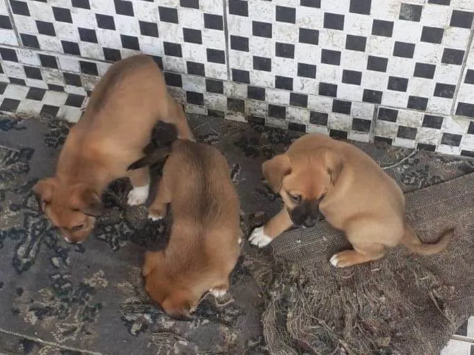 Cachorro ra a Sem raça definida idade 2 a 6 meses nome Sem nome