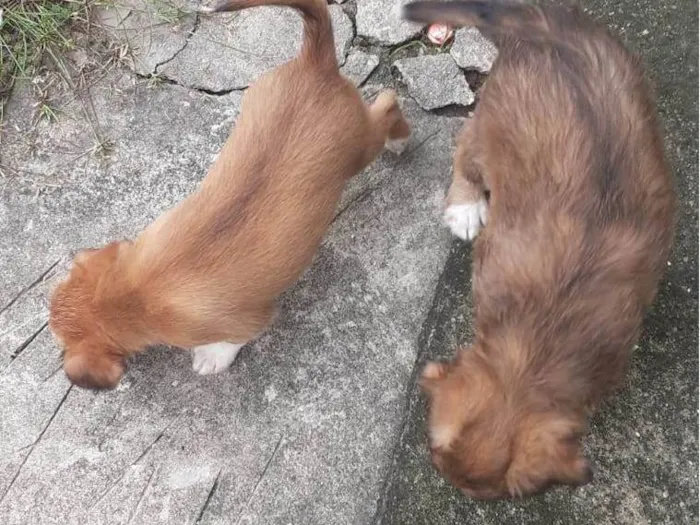 Cachorro ra a Sem raça definida idade 2 a 6 meses nome Sem nome