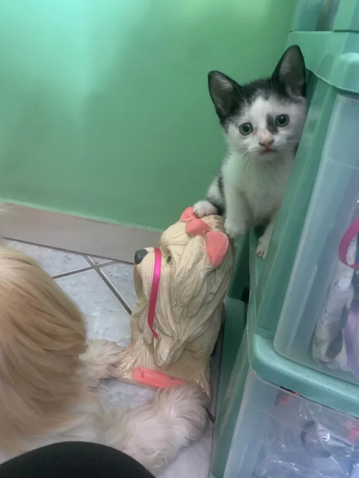 Gato ra a  idade Abaixo de 2 meses nome Gatinhos 
