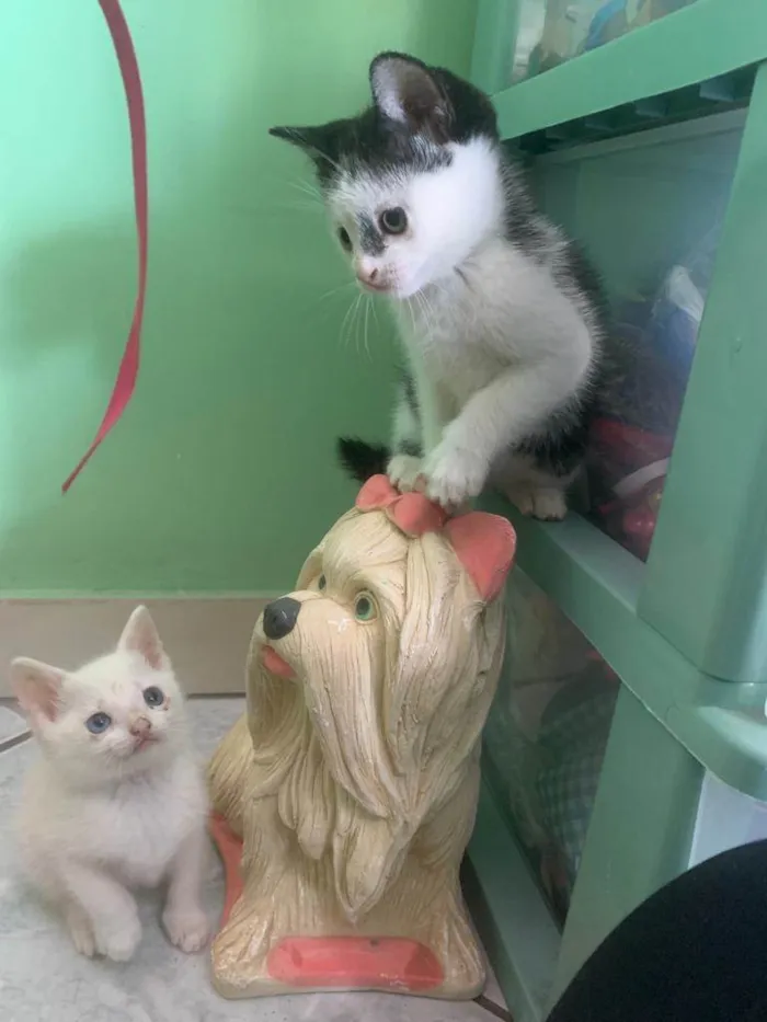 Gato ra a  idade Abaixo de 2 meses nome Gatinhos 