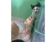 Gatinhos 