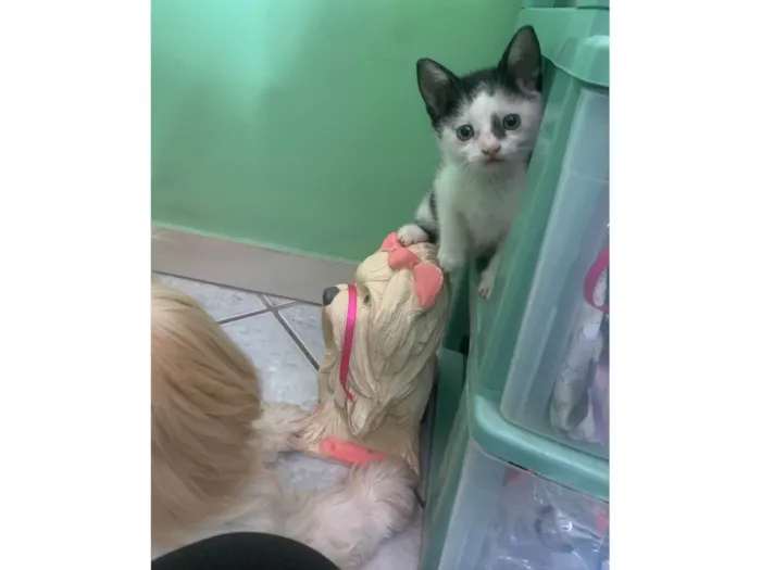Gato ra a  idade Abaixo de 2 meses nome Gatinhos 