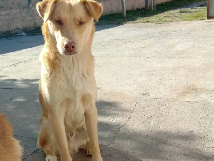 Cachorro ra a Raca não definida  idade 3 anos nome Nino 