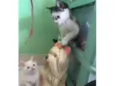 Gatinhos 