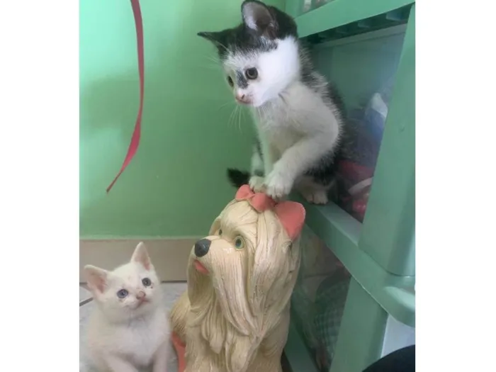 Gato ra a  idade Abaixo de 2 meses nome Gatinhos 