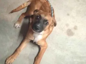 Cachorro raça SRD-ViraLata idade 2 a 6 meses nome Max