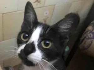 Gato raça SRD-ViraLata idade 1 ano nome JOLIE *Felv+*