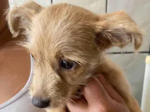 Cachorro raça SRD-ViraLata idade 2 a 6 meses nome Sol
