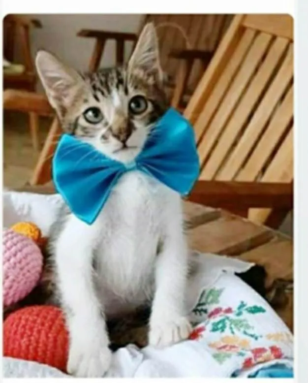Gato ra a srd idade 2 a 6 meses nome FÉLIX 
