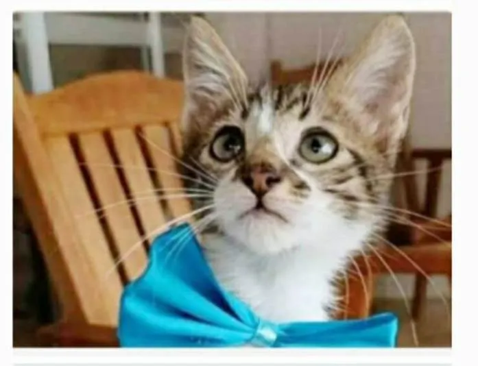 Gato ra a srd idade 2 a 6 meses nome FÉLIX 