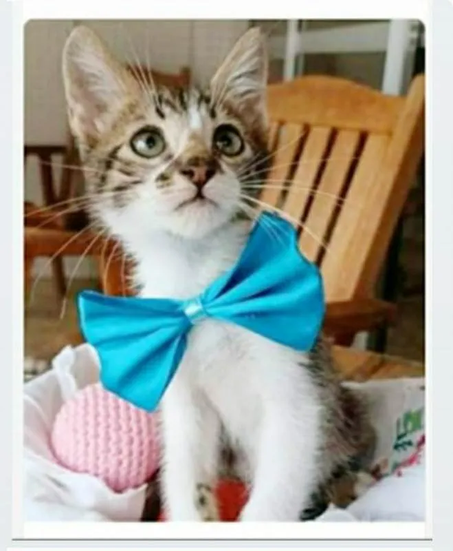 Gato ra a srd idade 2 a 6 meses nome FÉLIX 