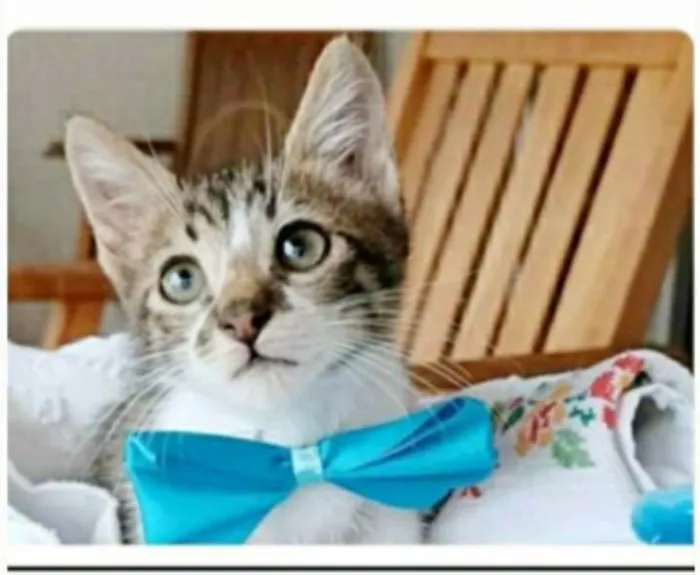 Gato ra a srd idade 2 a 6 meses nome FÉLIX 
