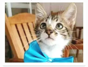 Gato raça srd idade 2 a 6 meses nome FÉLIX 