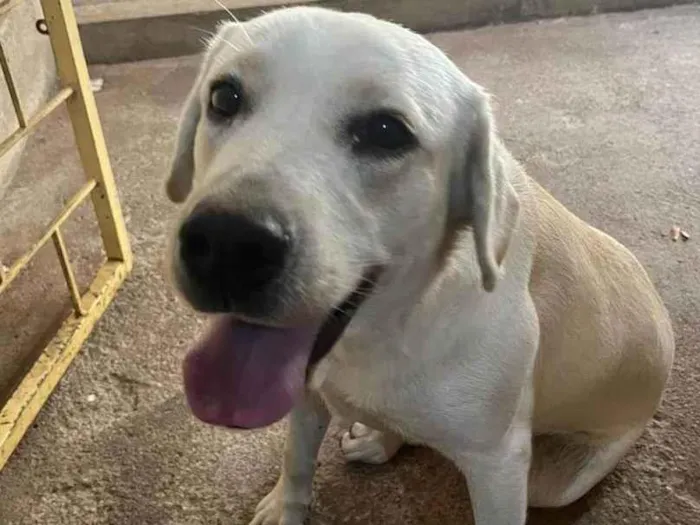 Cachorro ra a Labrador idade 1 ano nome Pandora