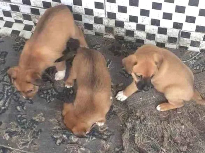 Cachorro ra a Sem raça definida idade 2 a 6 meses nome Sem nome