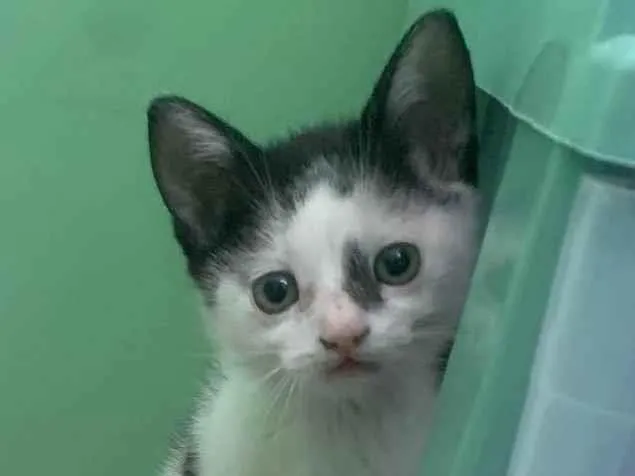 Gato ra a  idade Abaixo de 2 meses nome Gatinhos 