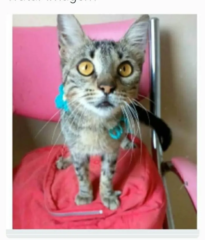 Gato ra a srd tigradinha  idade 7 a 11 meses nome NINA