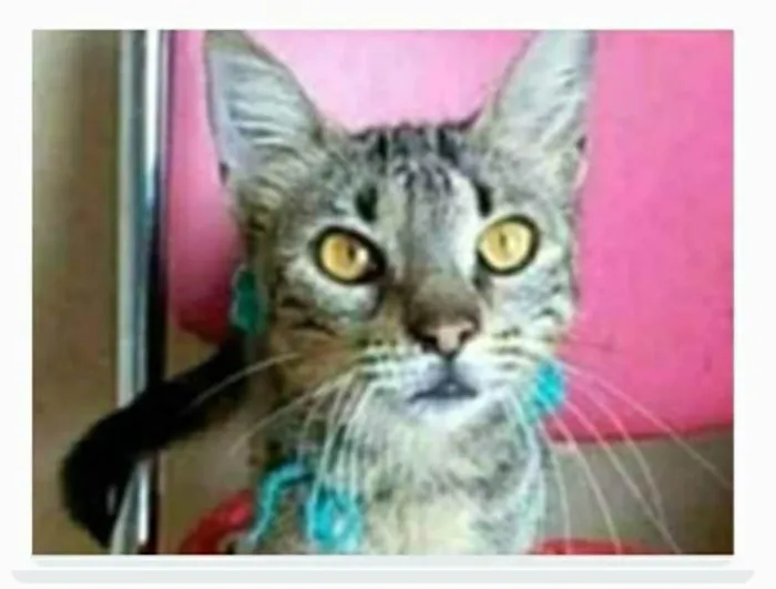 Gato ra a srd tigradinha  idade 7 a 11 meses nome NINA