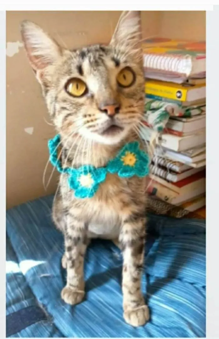 Gato ra a srd tigradinha  idade 7 a 11 meses nome NINA
