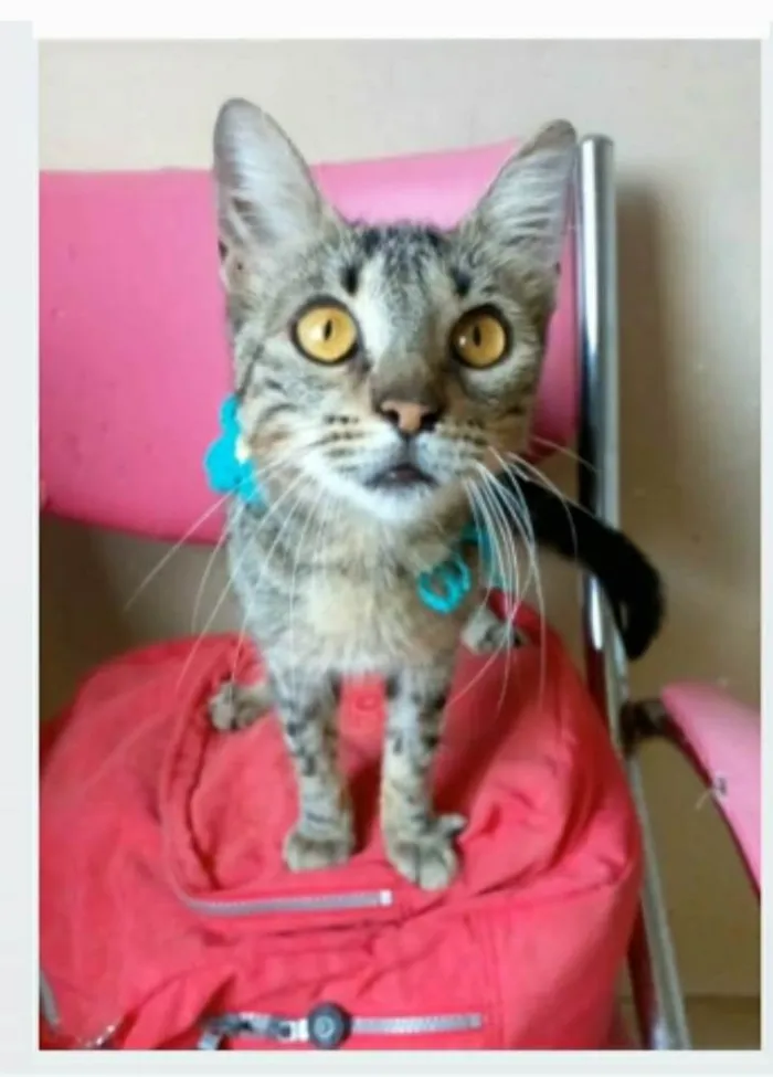 Gato ra a srd tigradinha  idade 7 a 11 meses nome NINA