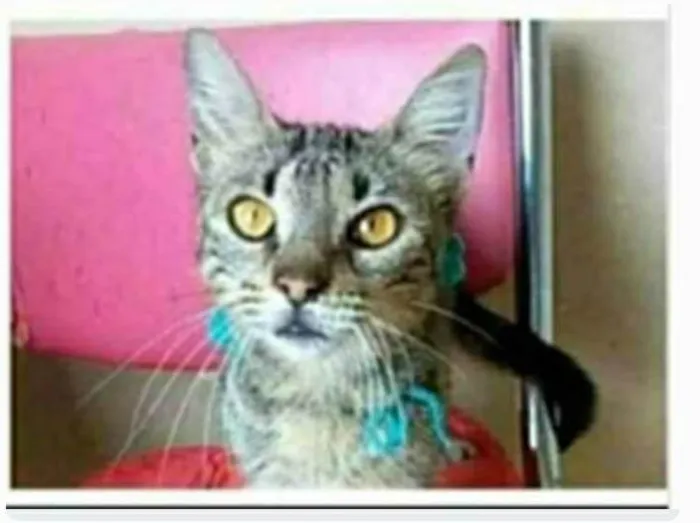 Gato ra a srd tigradinha  idade 7 a 11 meses nome NINA