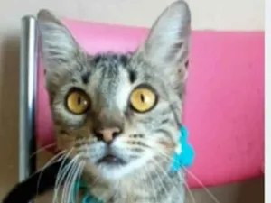 Gato raça srd tigradinha  idade 7 a 11 meses nome NINA
