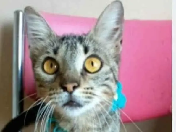 Gato ra a srd tigradinha  idade 7 a 11 meses nome NINA