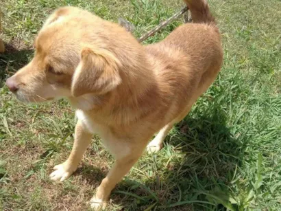 Cachorro raça Raca não definida  idade 3 anos nome Lupi