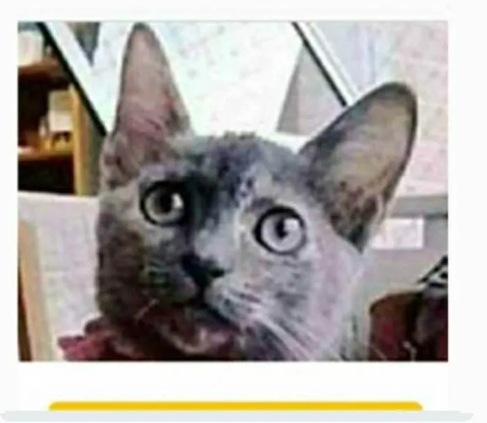 Gato ra a srd escaminha rosét  idade 7 a 11 meses nome MARIAZINHA