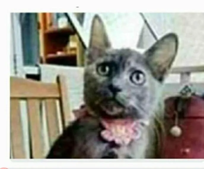 Gato ra a srd escaminha rosét  idade 7 a 11 meses nome MARIAZINHA