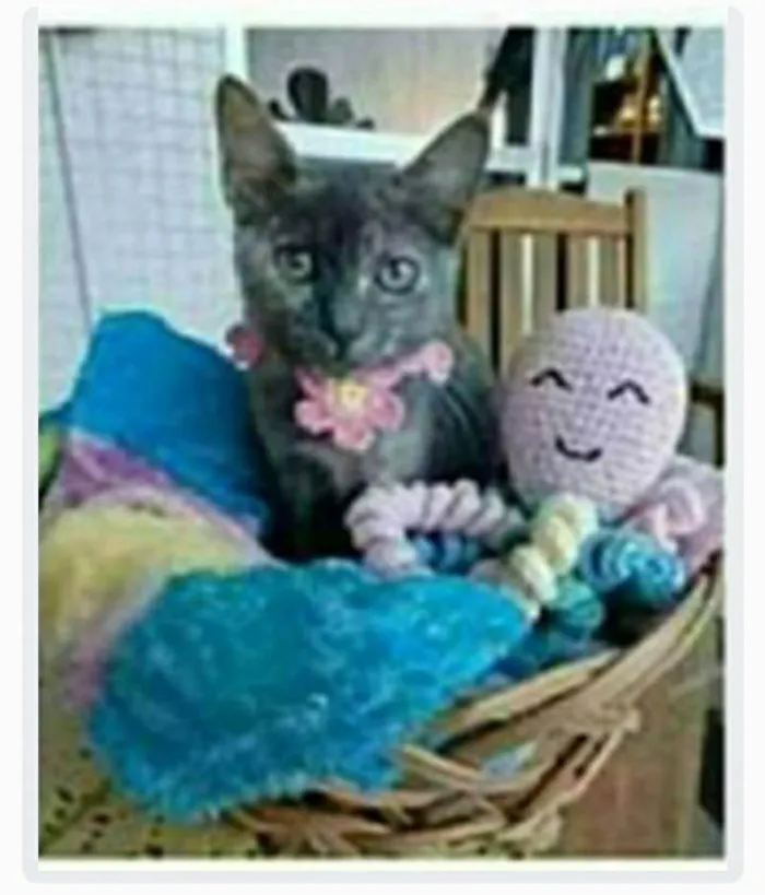 Gato ra a srd escaminha rosét  idade 7 a 11 meses nome MARIAZINHA