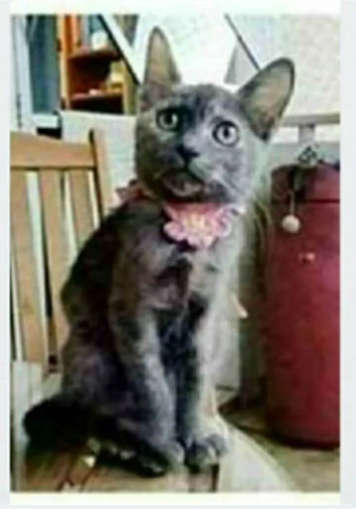 Gato ra a srd escaminha rosét  idade 7 a 11 meses nome MARIAZINHA