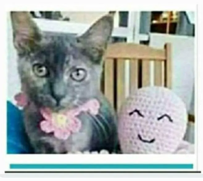 Gato ra a srd escaminha rosét  idade 7 a 11 meses nome MARIAZINHA