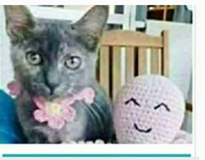 Gato ra a srd escaminha rosét  idade 7 a 11 meses nome MARIAZINHA