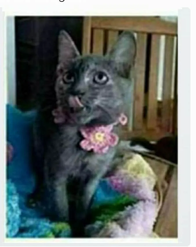 Gato ra a srd escaminha rosét  idade 7 a 11 meses nome MARIAZINHA