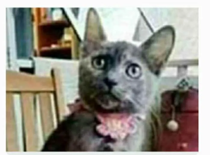 Gato ra a srd escaminha rosét  idade 7 a 11 meses nome MARIAZINHA