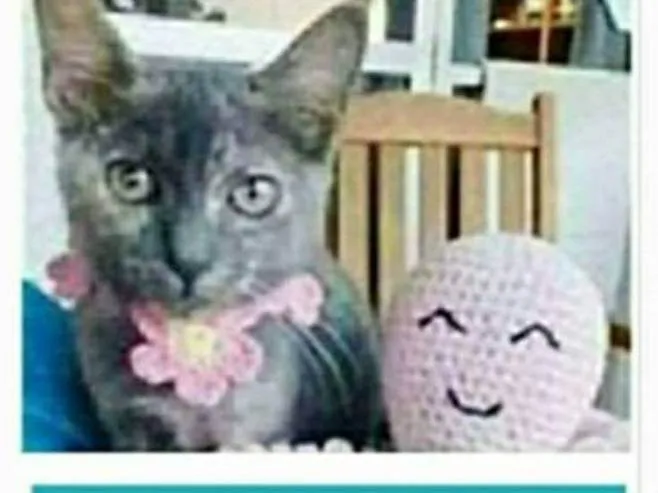 Gato ra a srd escaminha rosét  idade 7 a 11 meses nome MARIAZINHA