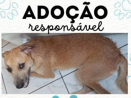 Cachorro ra a SRD-ViraLata idade 2 anos nome Bob