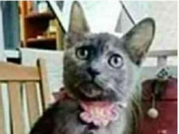 Gato ra a srd escaminha rosét  idade 7 a 11 meses nome MARIAZINHA