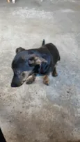 Preto