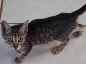 Gato raça SRD-ViraLata idade 2 a 6 meses nome Caçulinha