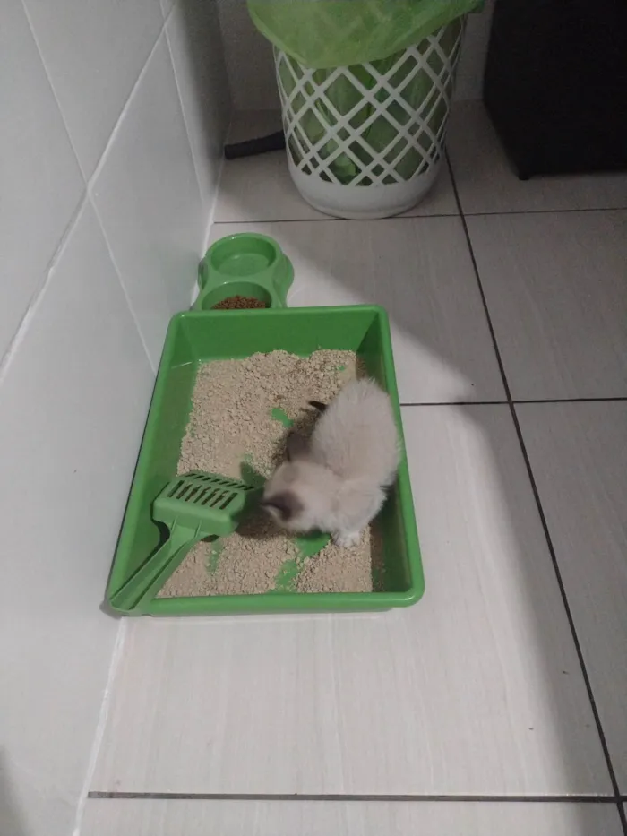 Gato ra a Siamês  idade 2 a 6 meses nome Fia